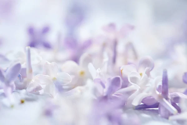 Belles fleurs lilas — Photo