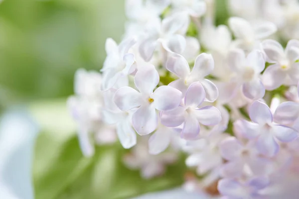 Pěkné květy — Stock fotografie