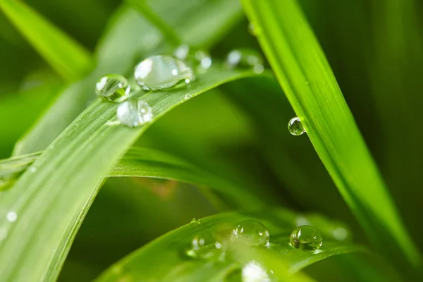 Vatten droppar på det gröna gräset — Stockfoto