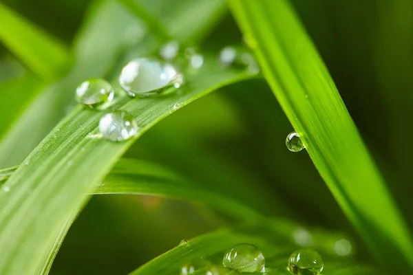 Gotas de agua en la hierba verde —  Fotos de Stock