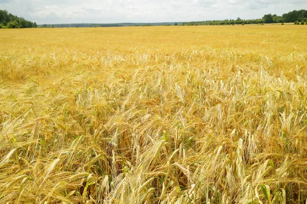 Wheat summer field — Stock Photo, Image