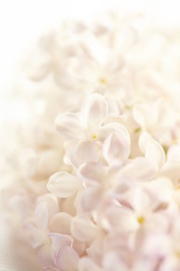 güzel leylak çiçeği