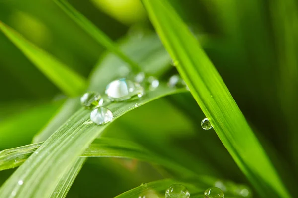Gouttes d'eau sur l'herbe verte — Photo