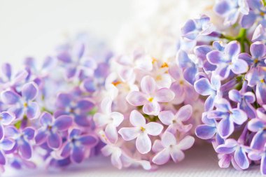 güzel leylak çiçeği