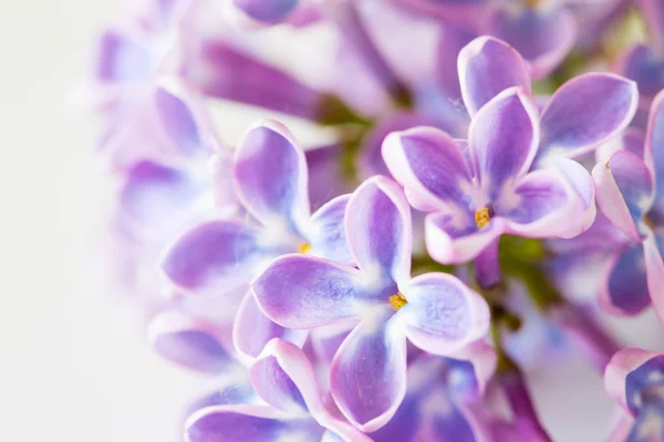 Nice lilac flower — Stock Photo, Image