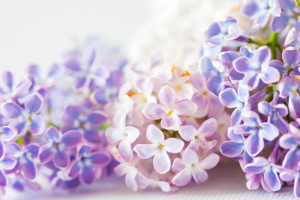Красивый цветок лилейника — стоковое фото
