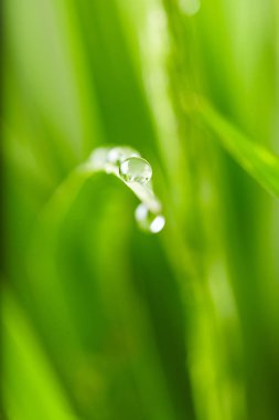 Yeşil çimenlerin üzerinde damla