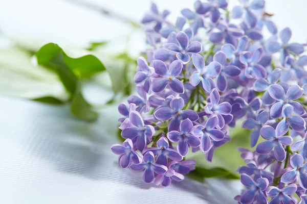 Flores lilás agradáveis — Fotografia de Stock