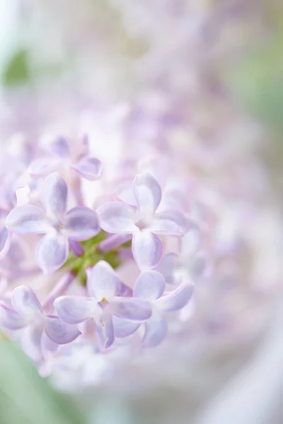 素敵なライラック色の花 — ストック写真