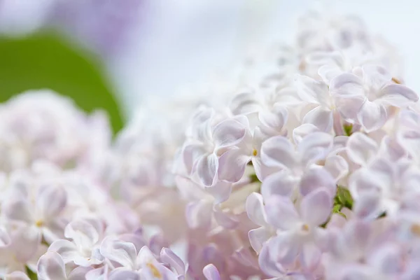 Belles fleurs lilas — Photo