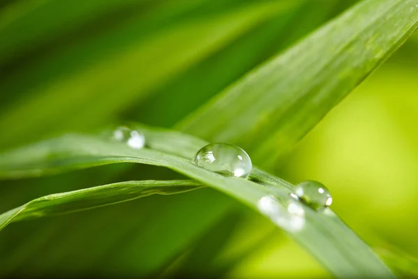 Gotas na grama verde — Fotografia de Stock