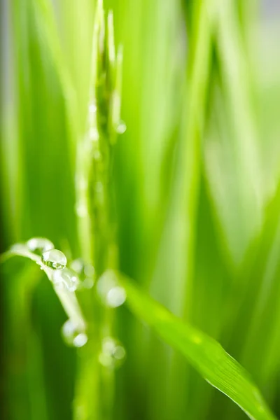 Droppar på det gröna gräset — Stockfoto