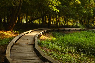 Parkta sonbahar günü