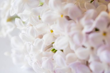 güzel leylak çiçeği