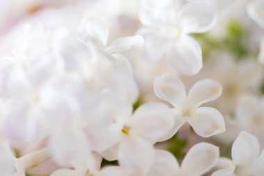 güzel leylak çiçeği