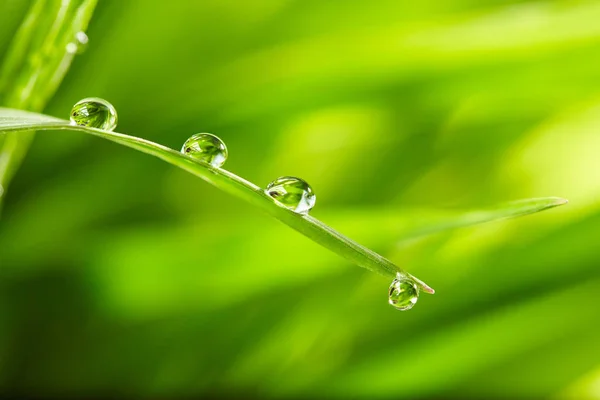 Gotas de agua en la hierba verde —  Fotos de Stock