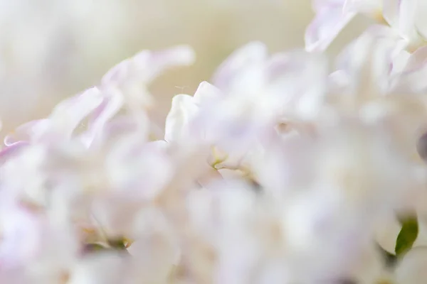 Güzel leylak çiçeği — Stok fotoğraf
