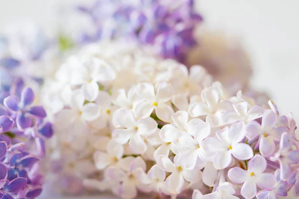 Nice lilac flower — Stock Photo, Image