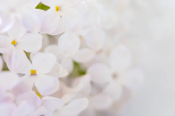 Fin lila blomma — Stockfoto