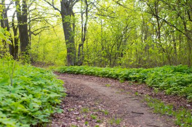 Yeşil bahar park sokak güneşli bir gün