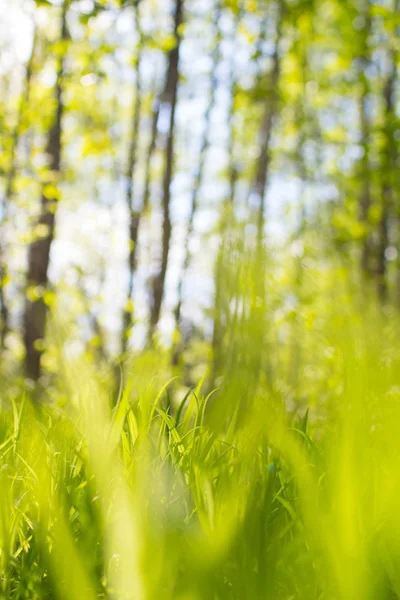 Grüne Sommerwiese — Stockfoto