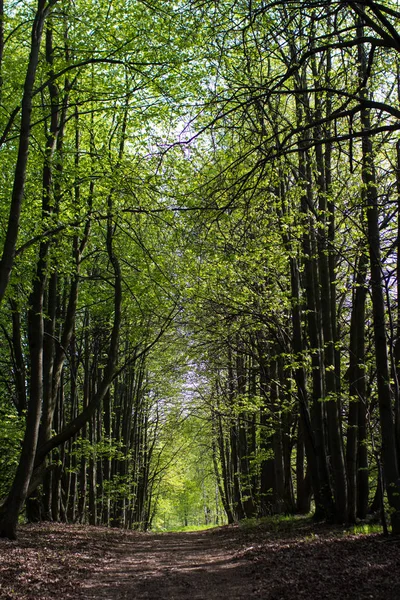 Zöld Tavaszi Park Alley Napsütéses Napon — Stock Fotó