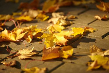 Altın sonbahar yaprakları