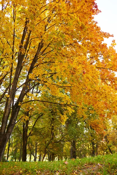 Bellissimo Parco Autunnale Nella Giornata Sole — Foto Stock