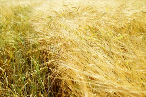 Campo Trigo Dorado Día Soleado — Foto de Stock