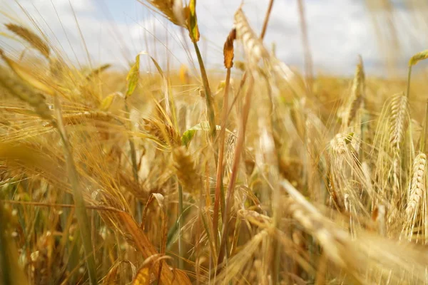 Campo Trigo Dourado Dia Ensolarado — Fotografia de Stock