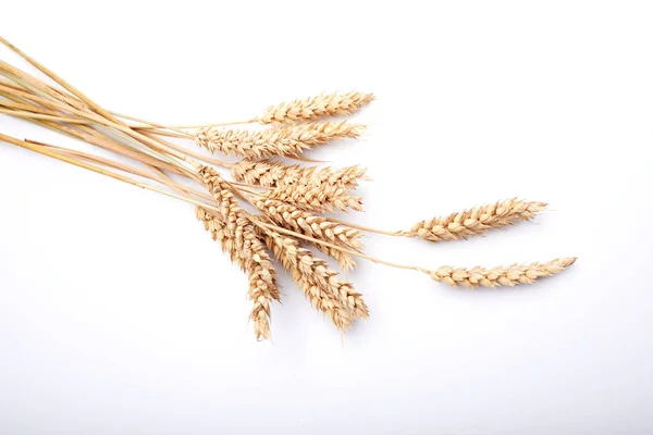 乾燥した穀物の植物 — ストック写真
