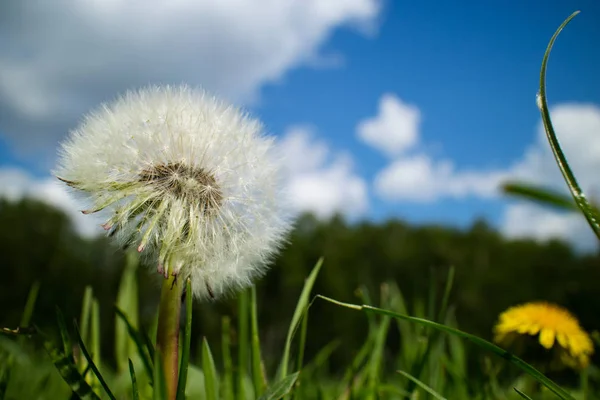 Dandalion flowers on field — Stock Photo, Image