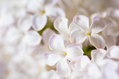 güzel leylak çiçeği