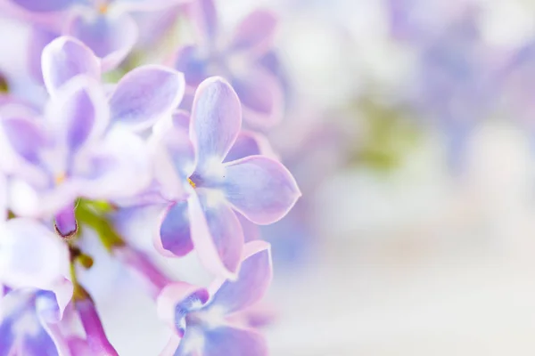 Nice lilac flower — Stock Photo, Image