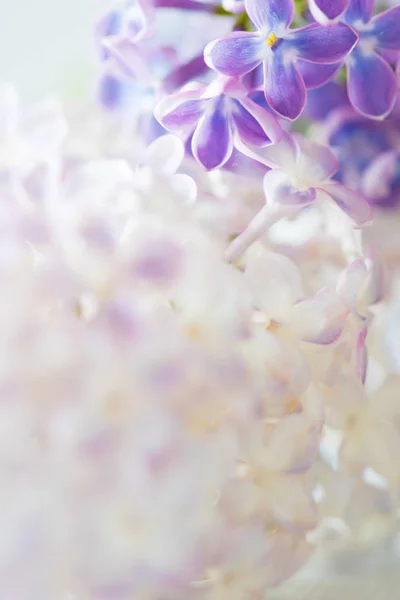 Pěkná fialová květina — Stock fotografie