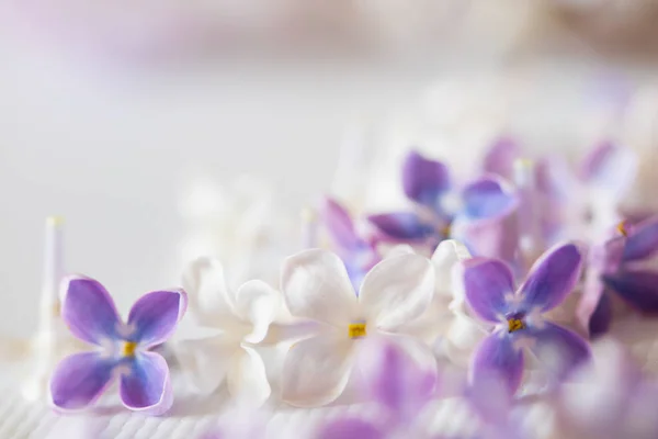 Bonita flor de lila — Foto de Stock