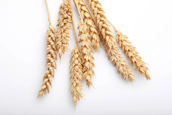 Dry cereal plants — Stock Photo, Image