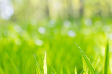 Yaz yeşil çim alanıyla