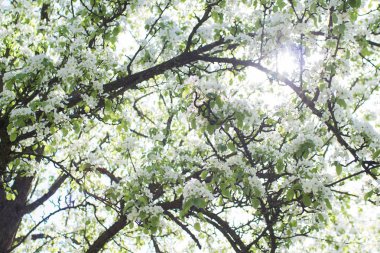 Bahar ağaçlar bahçede