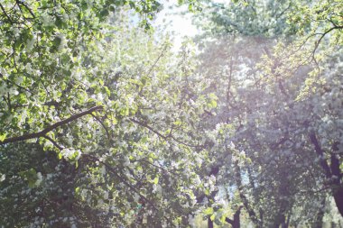 Bahar ağaçlar bahçede