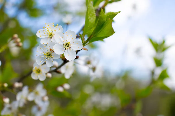 Våren blossom gren — Stockfoto