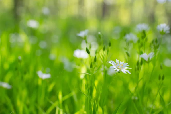 Sommermark med blomster – stockfoto