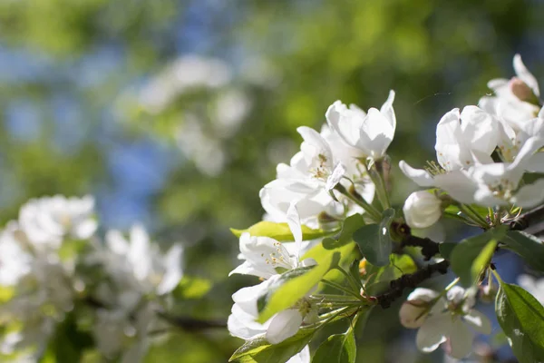Ramo de flor de primavera — Fotografia de Stock