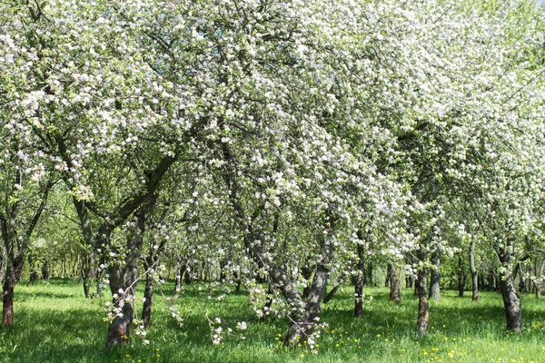 Весенние деревья в саду — стоковое фото