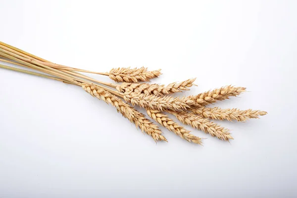 Golden cereal plant — Stock Photo, Image