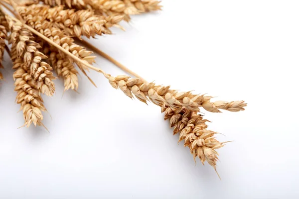 黄金の穀類の植物 — ストック写真