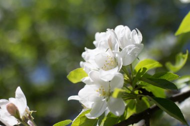 Bahar ağacı çiçekleri