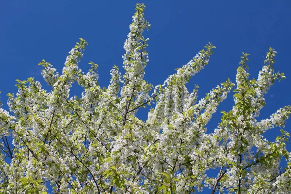 Spring tree blossoms — Stock Photo, Image