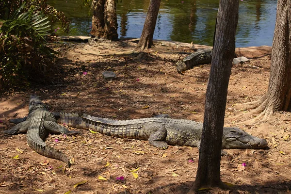 Crocodiles lying on shore of river — Stock Photo, Image