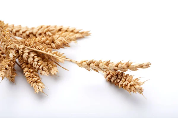 Dry cereal plants — Stock Photo, Image